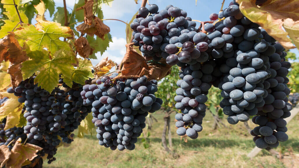 chianti filari di vigneti